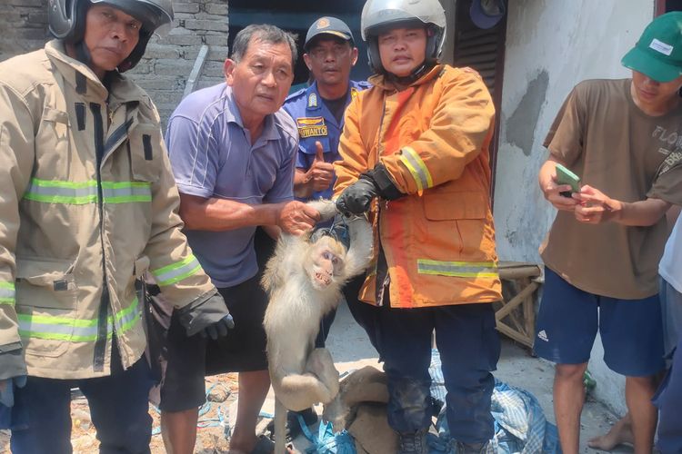 Petugas Damkar Lamongan mengevakuasi kera yang sempat membuat warga Desa Pandanpancur, Kecamatan Deket, Lamongan, Jawa Timur, ketakutan.