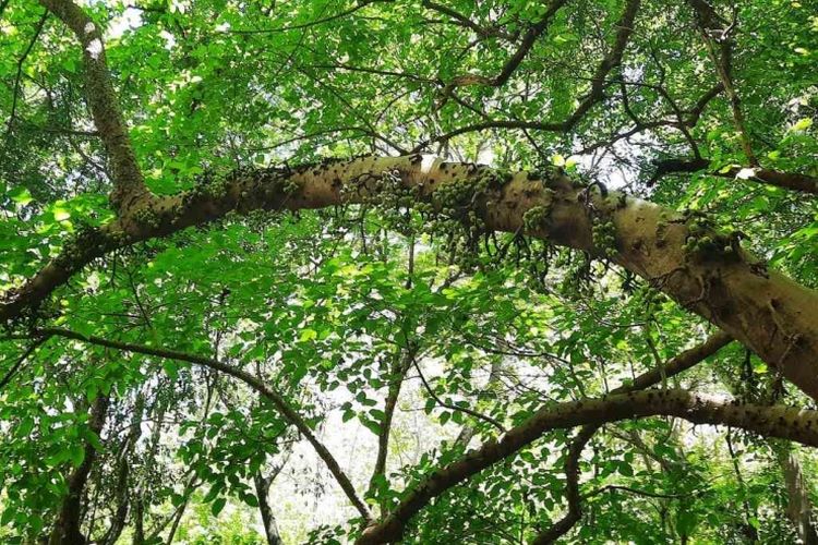 Pohon Elo gondang (Ara) yang berada di atas Maelang