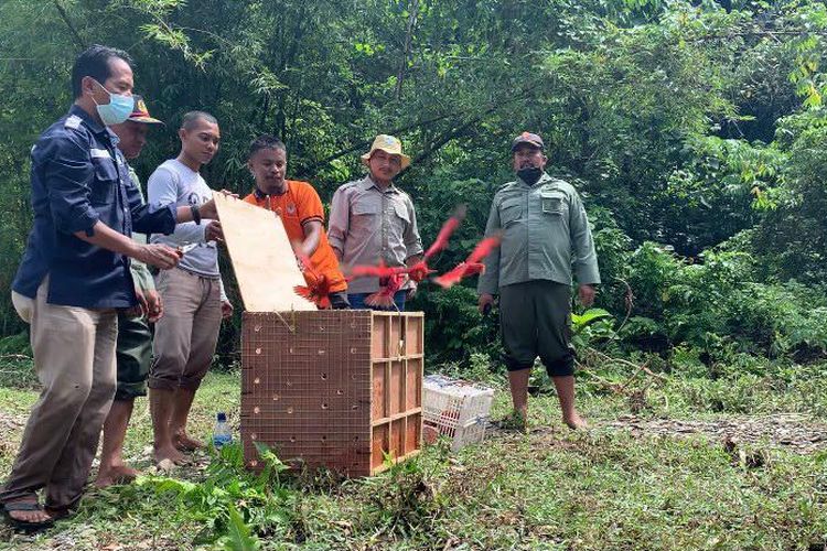 Petugas Balai Konservasi Sumber Daya Alam (BKSDA) Maluku melepasliarkan puluhan burung Nuri Maluku ke habitatnya di kawasan konservasi Gunung Masbait, Kabupaten Buru, Maluku, Jumat (8/4/2022)