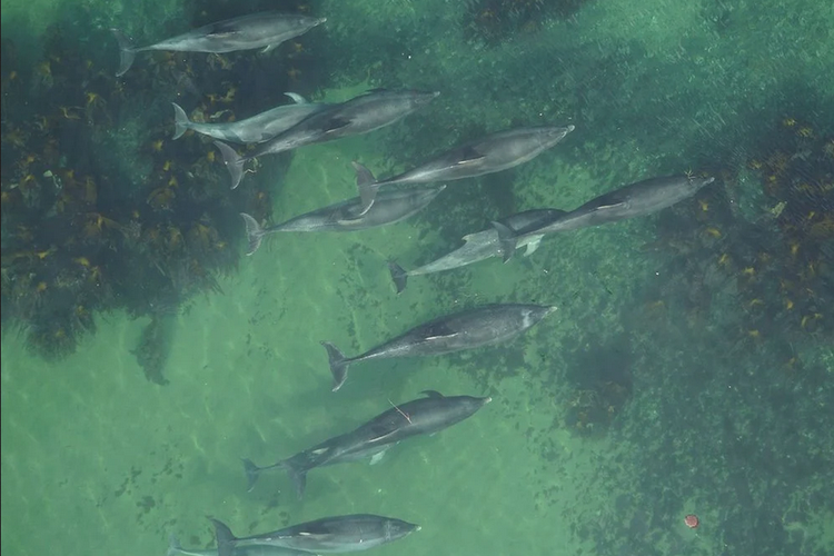 Lumba-lumba hidung botol berenang di Area Konservasi Khusus Moray Firth di Skotlandia. Studi pertama dilakukan untuk deteksi kehamilan lumba-lumba hidung botol menggunakan drone,
