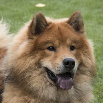 Ilustrasi ras anjing Eurasier. 