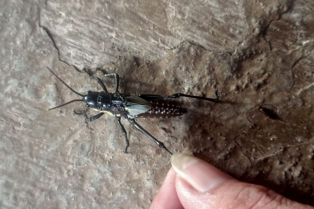 Belalang jenis bulus atau disebut belalang setan