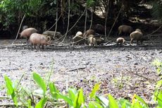 Babi Rusa Beruntung Punya Hutan Nantu