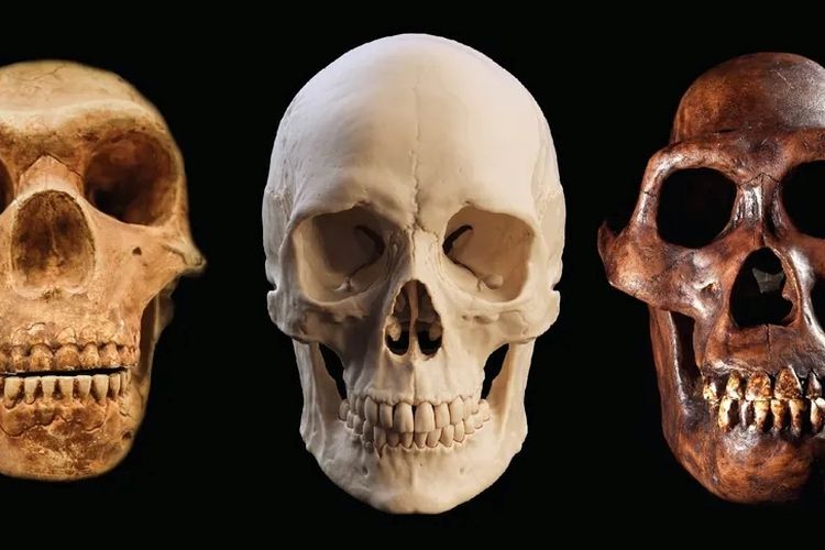 Dari Banyak Manusia Purba, Mengapa Hanya Homo sapiens yang Bertahan?
