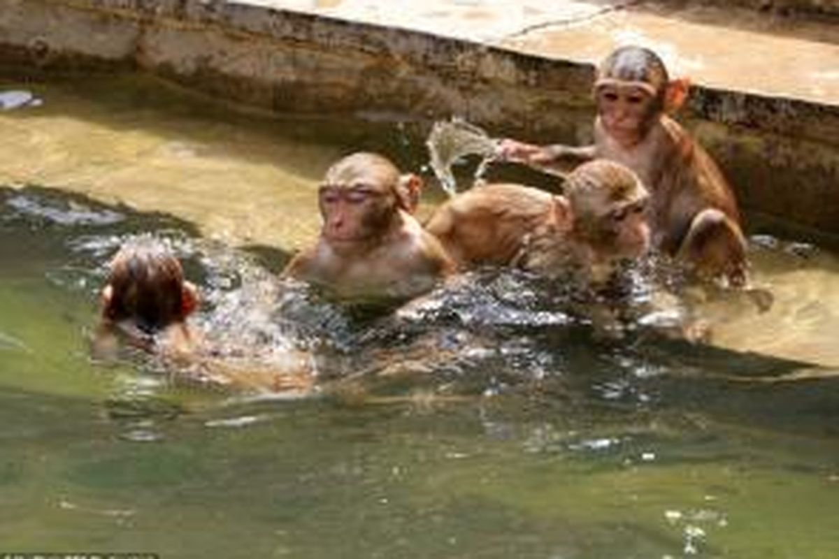 Puluhan ekor monyet berendam di kolam di sebuah kuil di negara bagian Rajashtan, India untuk mendinginkan diri akibat terjangan hawa panas yang menghantam negeri itu.