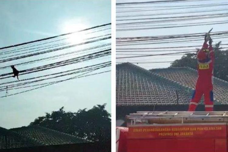 Petugas Gulkarmat Jagakarsa mengevakuasi anak kucing yang tersangkut kabel listrik di Kawasan Srengseng Sawah, Jagakarsa, Jakarta Selatan pada Kamis (28/12/2023). 
