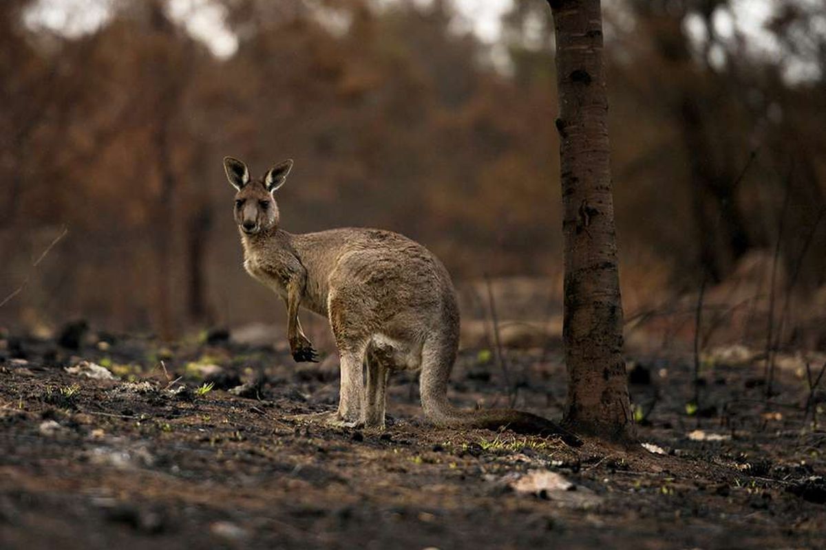 Seekor kanguru terluka dengan joey di kantongnya, tertatih-tatih melewati hutan yang terbakar di Cobargo, Australia, Kamis (9/1/2020). Kebakaran hutan hebat yang melanda sejumlah negara bagian di Australia dilaporkan menewaskan sedikitnya 24 orang, dengan lebih dari 2.000 rumah hancur dan membunuh sekitar 500 juta hewan liar.