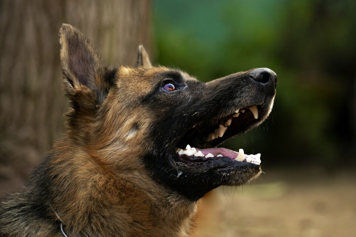 5 Hewan yang Memiliki Penciuman Tajam, Ular hingga Anjing Halaman all -  Kompas.com