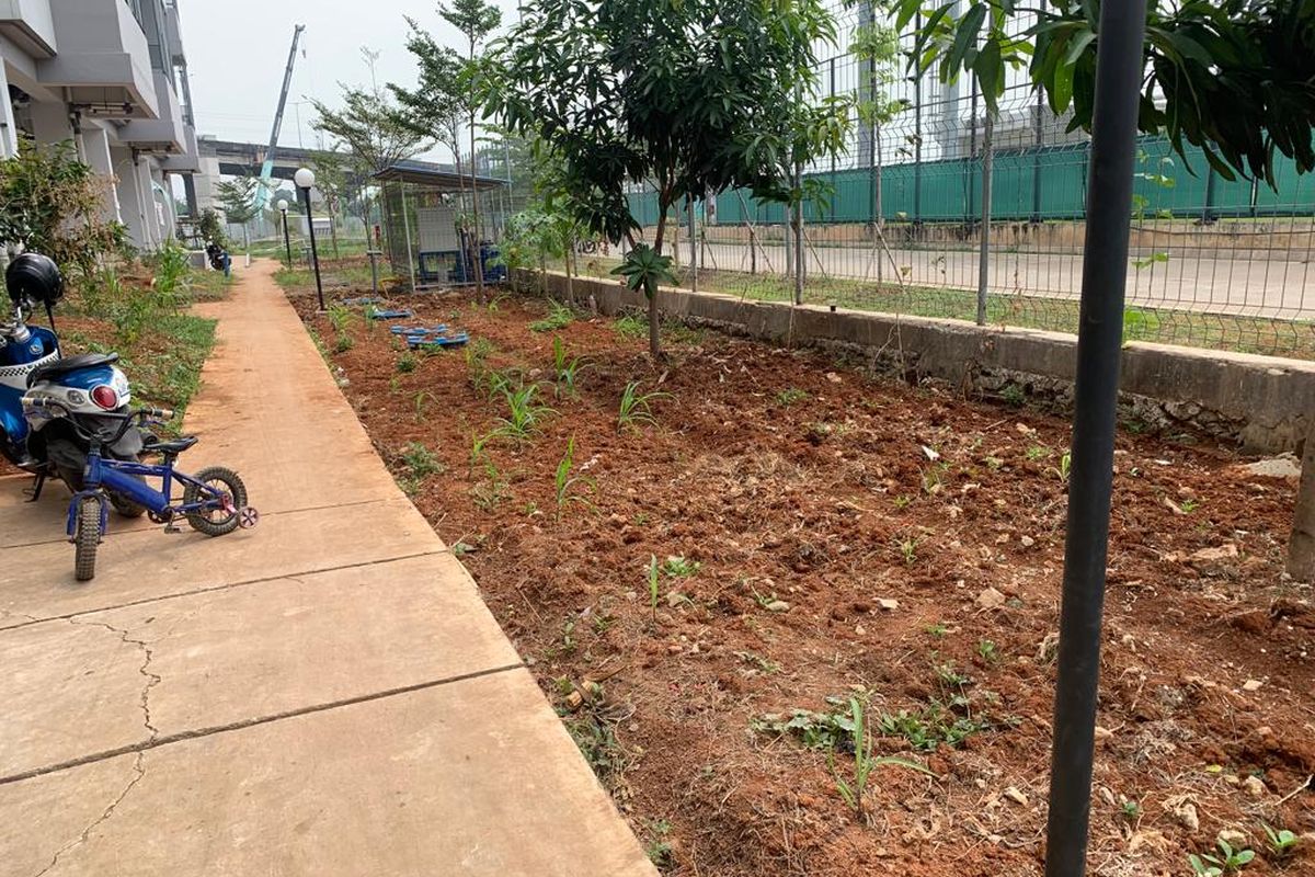Lahan sepetak yang dimanfaatkan warga Kampung Susun Bayam untuk menanam timun suri dan kacang tanah di area Kampung Susun Bayam, Jakarta Utara, Rabu (3/1/2024).