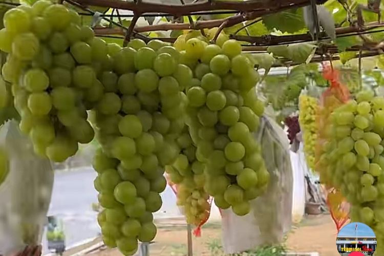 Terminal Tidar Magelang Punya Kebun Anggur, Panen hingga 25 Kilogram