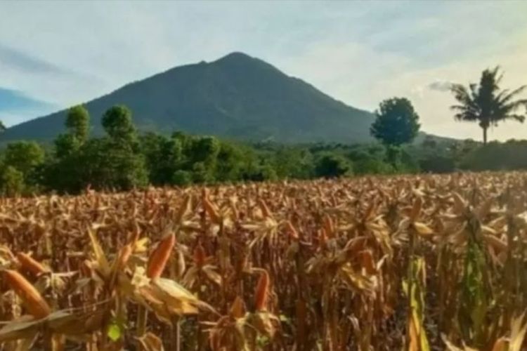 Ilustrasi-Lahan produksi jagung petani di Pulau Adonara, Kabupaten Flores Timur, NTT