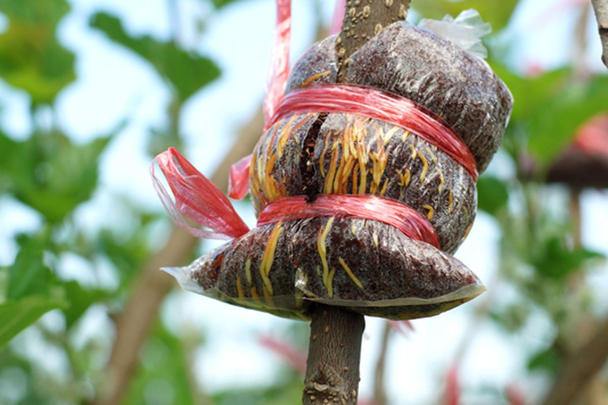 Ilustrasi cangkok tanaman, mencangkok tanaman. 