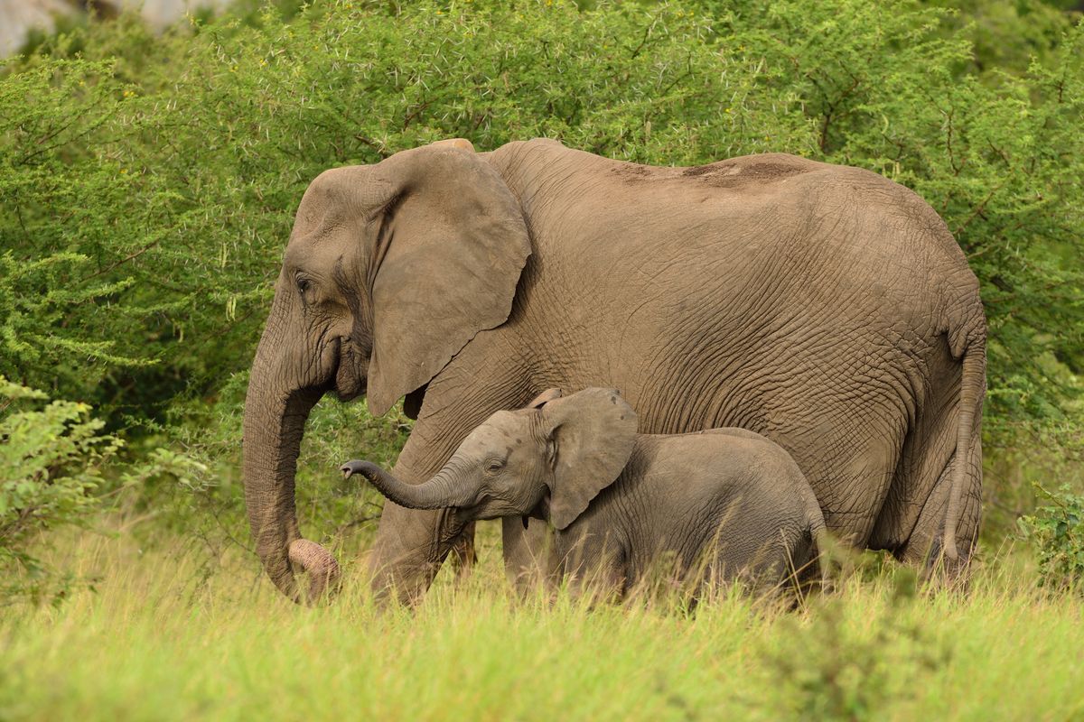 Fakta unik tentang gajah
