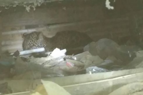 Seekor Macan Tutul Terjebak di Bawah Rumah Panggung di Sukabumi