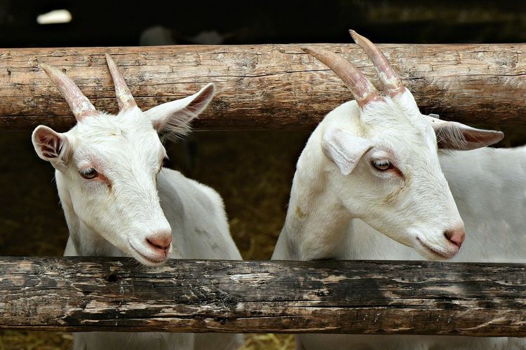 Ilustrasi kambing, ternak kambing. 