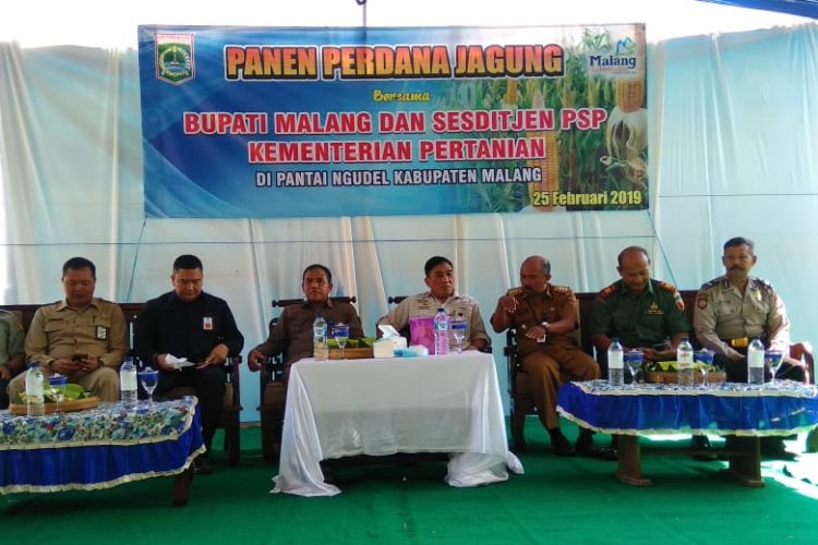 Panen perdana jagung di Desa Sindurejo, Malang, Jawa Timur, Senin (25/2/2019) lalu.