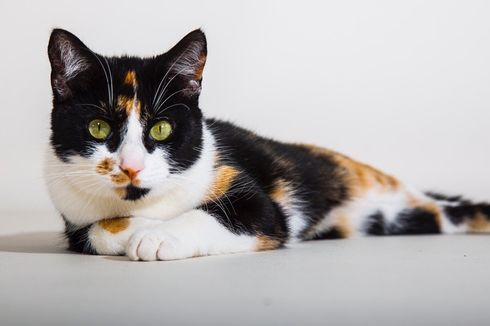 Cara Membersihkan Urine Kucing dari Karpet