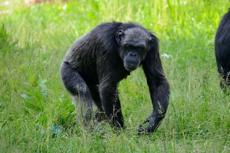 Judy, seekor simpanse di Taman Bussolengo, Italia, yang mendapat predikat simpanse tertua di Eropa. Judy mati pada pekan lalu di usia 49 tahun.