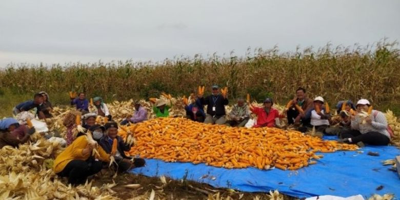 Petani jagung binaan Toba Pulp Lestari melakukan panen perdana