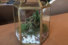 Terrarium Bakal 