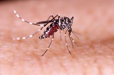Kota Bogor Siaga 1 Demam Berdarah Dengue (DBD)