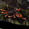 Fakta Jamur Cordyceps di The Last of Us, Bikin Manusia Jadi Zombie?