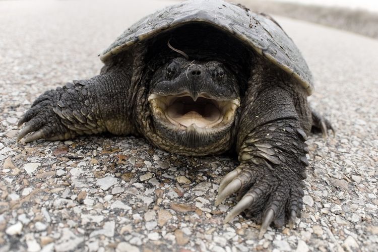 Common snapping turtle di AS mengalami ketimpangan jenis kelamin.