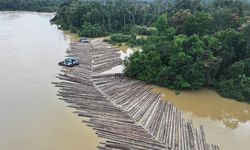 Video Viral Ratusan Kayu Gelondongan di Sungai Kapuas, Kemenhut Jelaskan Asalnya