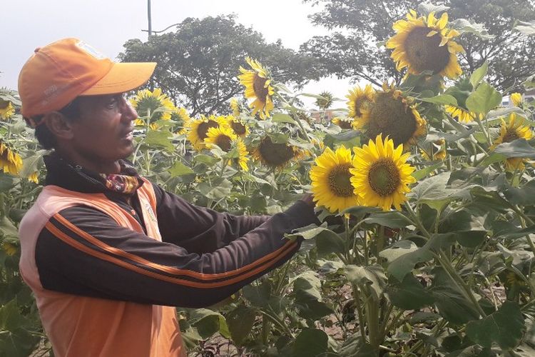 Petugas PPSU Kelurahan Ujung Menteng Nana Suryana memerhatikan bunga matahari yang ditanam di pinggir aliran KBT, Jumat (17/5/2019).
