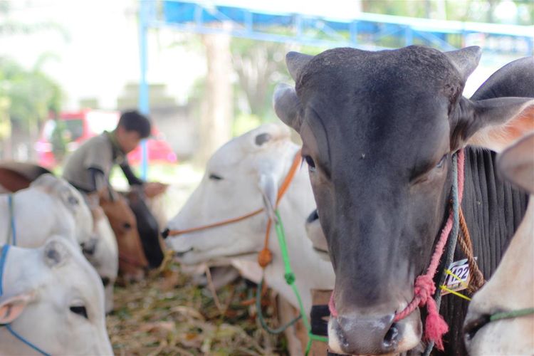 Dinas Perternakan Kabupaten Cianjur, Jawa Barat menjamin hewan-hewan kurban yang diperjualbelikan untuk perayaan Idul Adha 2019 layak dan dalam kondisi sehat