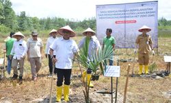 Pohon Sagu, Tanaman Alternatif Reklamasi Lahan Bekas Tambang di Bangka 