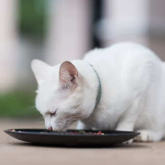 Alasan mengapa kucing malas makan.