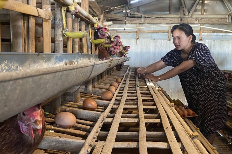 Harga Telur Anjlok, Peternak: Kerja Bakti dan Kuras Tabungan