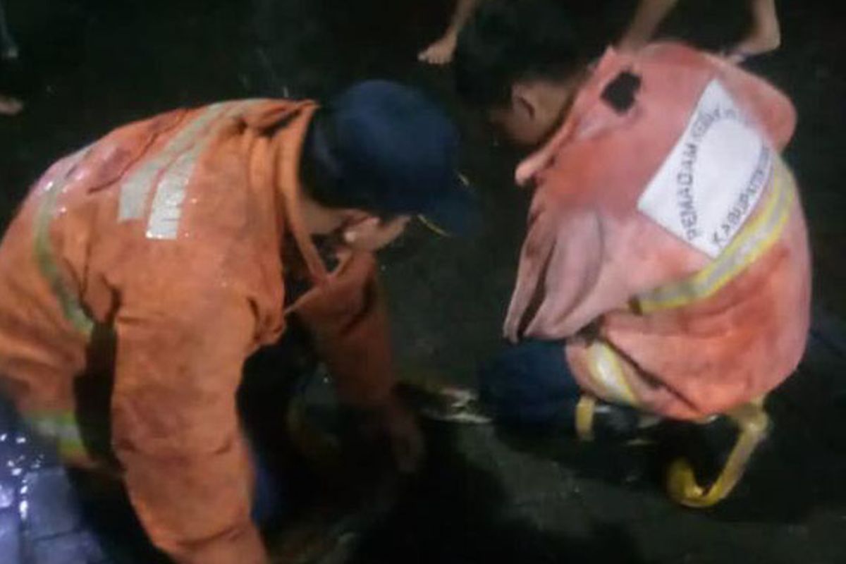 Personel dari Damkarla Gresik melakukan evakuasi ular piton, yang masuk ke teras rumah dan sempat membuat penghuni rumah ketakutan, di Jalan Lamongan dalam, Gresik Kota Baru (GKB), Jawa Timur.