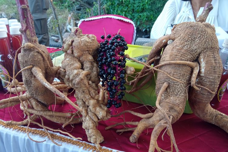 Ginseng merah hasil budidaya Seorang petani asal Desa Kembiritan, Kecamatan Genteng, Banyuwangi, Jawa Timur, bernama Hadi Wintoro.