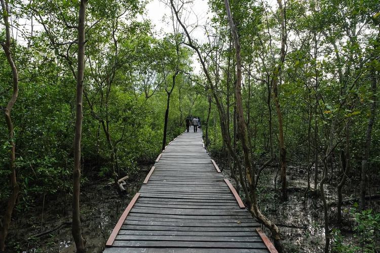 Wisata Mangrove Pangkal Babu, Kuala Tungkal, Kabupaten Tanjung Jabung Barat, Minggu (17/3/2024).