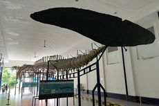 Koleksi Unik Museum Zoologi Bogor, Ada Kerangka Raksasa Seberat 64 Ton