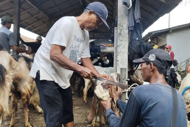 Salon Kambing di Cilacap Banjir Order Jelang Iduladha: Tampil Lebih Gagah, Harga Jual Naik