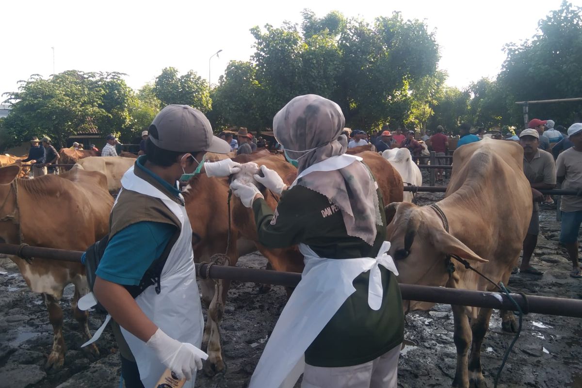 Cegah Penyebaran PMK pada Sapi, Pasar Hewan Kediri Ditutup Sementara