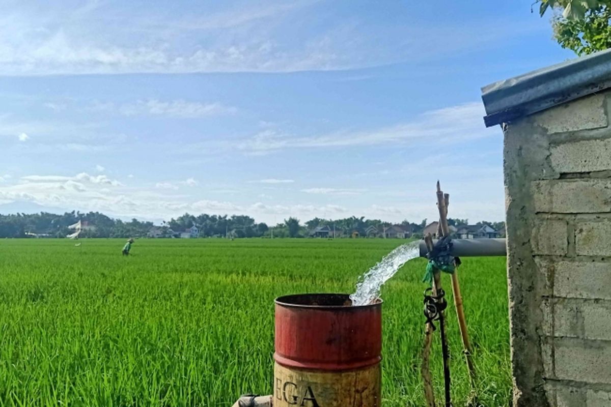 Pengairan sawah harus sering dilakukan di tengah cuaca panas terik agar tanaman pagi bisa tetap tumbuh dan berkembang dengan maksimal.