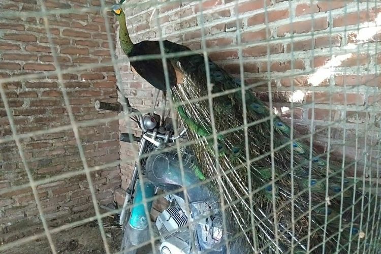 Burung merak hijau yang ditemukan di proyek Bandara Kediri, Jawa Timur.