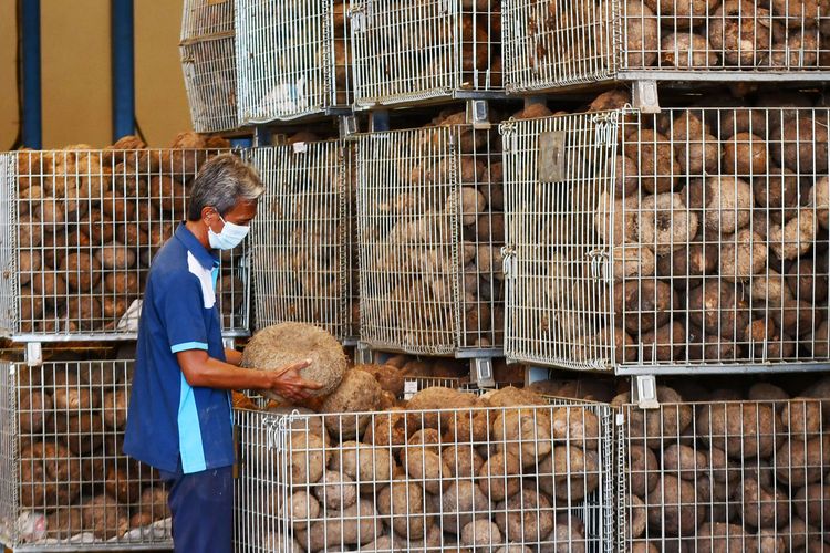 Pekerja memeriksa umbi porang di salah satu pabrik pengolahan porang di Kabupaten Madiun, Jawa Timur.