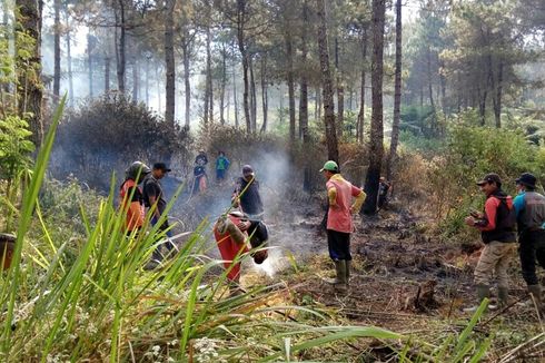 Diduga karena Puntung Rokok, Kawasan Hutan Pinus Gunung Slamet Terbakar