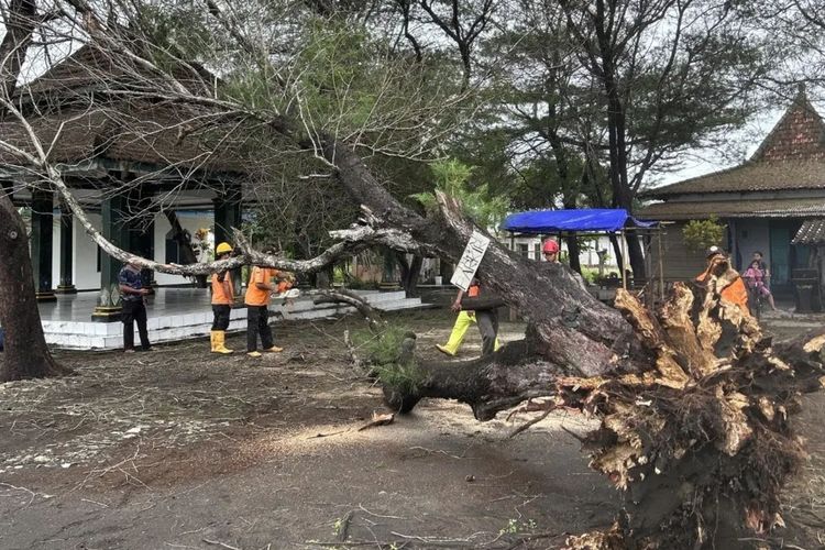 Banyak rumah dilaporkan rusak akibat pohon roboh di Kabupaten Kulon Progo, Daerah Istimewa Yogyakarta. Pohon bertumbangan di tengah cuaca ekstrem hujan dan angin kencang pada Jumat – Sabtu lalu, 8-9 Maret 2024.