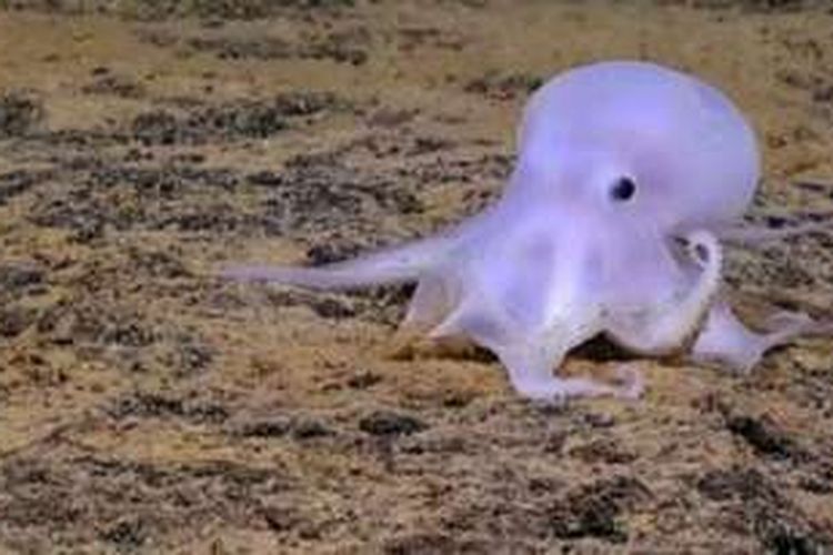 Hampir dipastikan bahwa hewan ini merupakan sebuah spesies baru. Hewan laut itu ditemukan kapal selam di kedalaman sekitar empat kilometer di Perairan Pulau Necker.
