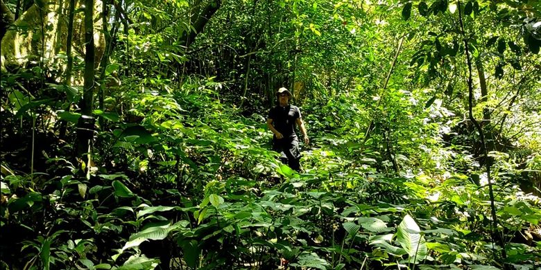 Macan tutul di Pegunungan Sanggabuana kembali tertangkap kamera trap. yang dipasang Irfan Hakim ketika ikut dalam tim Sanggabuana Wildlife Expedition.