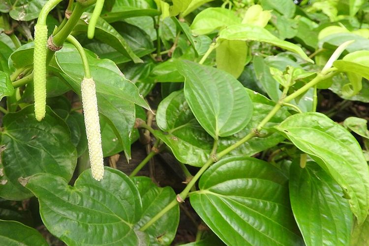 Ilustrasi tanaman sirih, daun sirih.