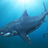 Ilmuwan Identifikasi Kerabat Baru Megalodon yang Berdarah Panas