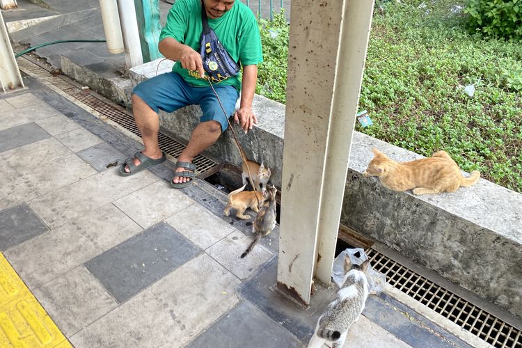 Kenapa Banyak Kucing Jalanan di Jakarta? Ini Faktor Penyebabnya