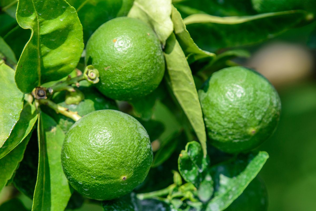 Ilustrasi tanaman jeruk nipis (Citrus aurantifolia). 